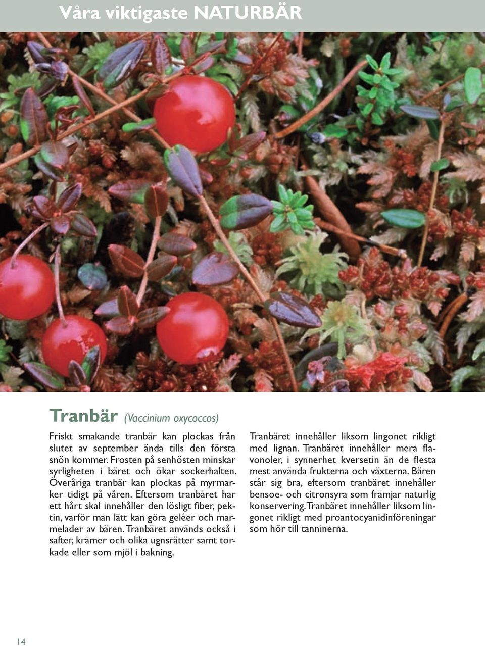 Eftersom tranbäret har ett hårt skal innehåller den lösligt fiber, pektin, varför man lätt kan göra geléer och marmelader av bären.
