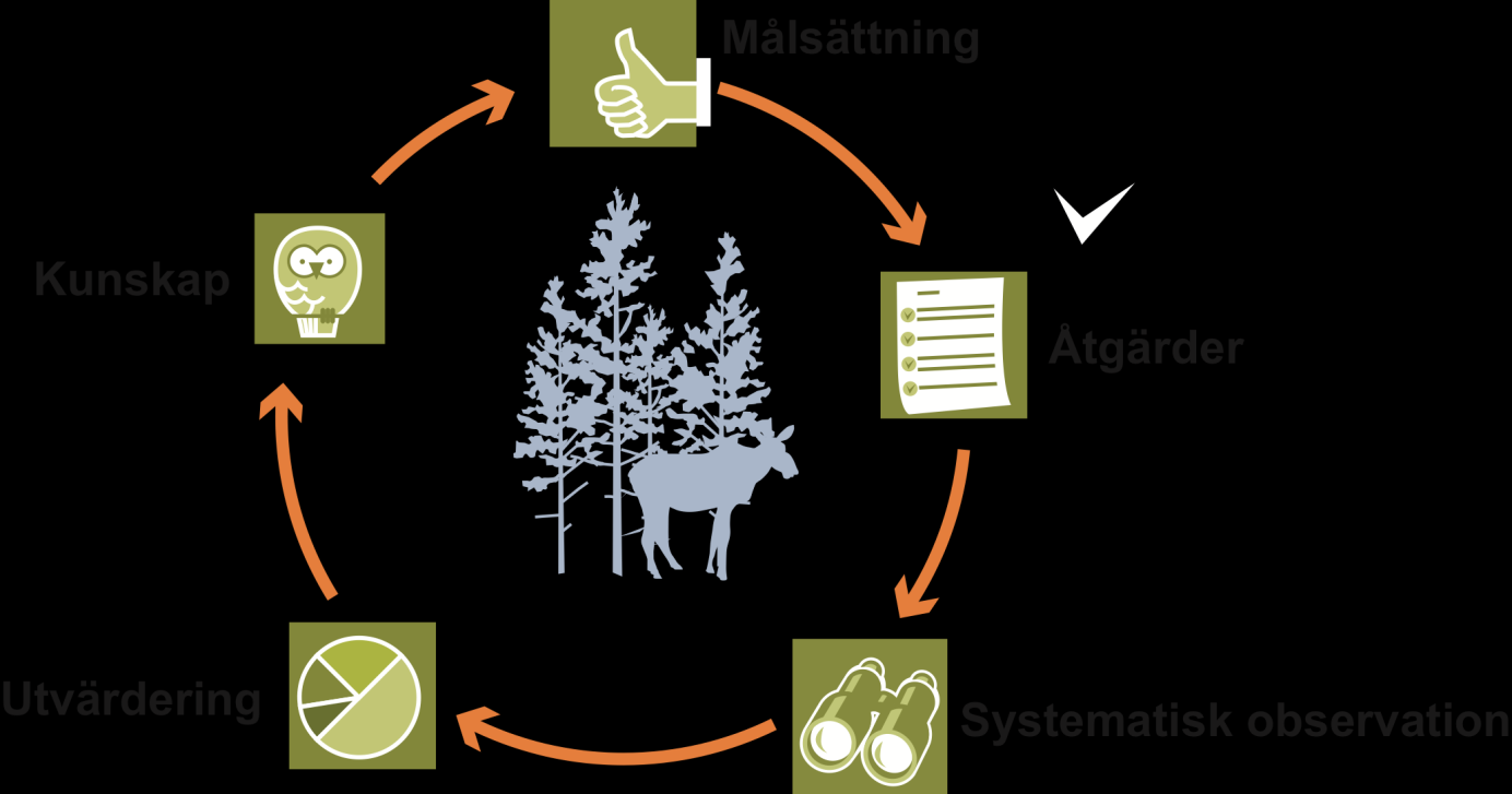 Klövviltstammar ska förvaltas genom adaptiv förvaltning. Adaptiv förvaltning innebär att anpassa sig till nya förhållanden. Adaptiv förvaltning. Källa: Naturvårdsverket Stammarna av älg, kronhjort, dovhjort och rådjur kan tillsammans utöva ett avsevärt betestryck.