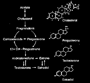 Gonadal steroids Development and growth Estrogen and progesterone