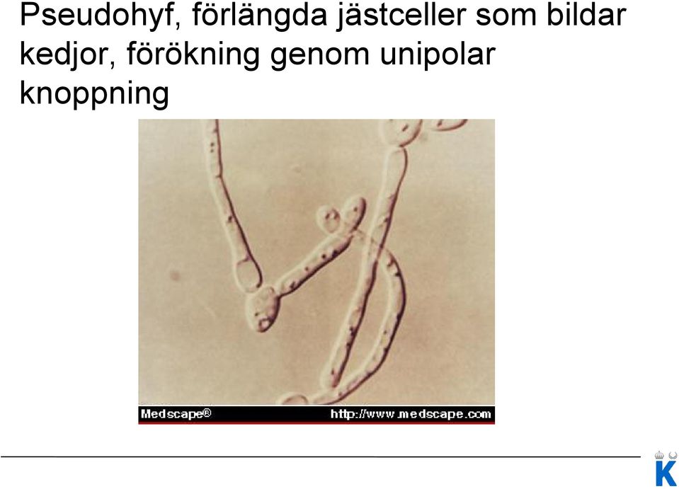 kedjor, förökning