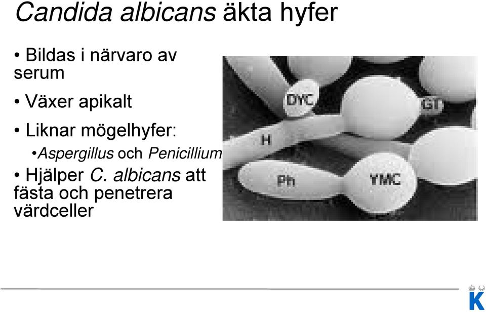 mögelhyfer: Aspergillus och Penicillium