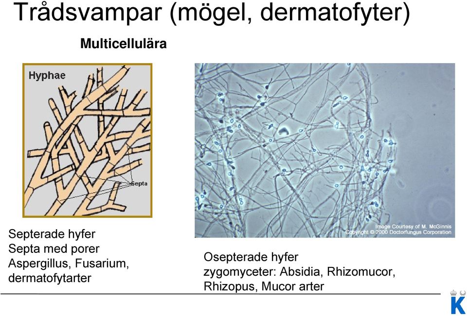 Aspergillus, Fusarium, dermatofytarter