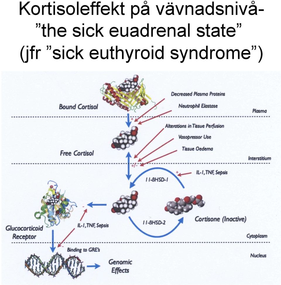 euadrenal state (jfr