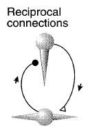 Rytmgenerator i Thalamus Interaction mellan thalamocorticala (glutamat) och
