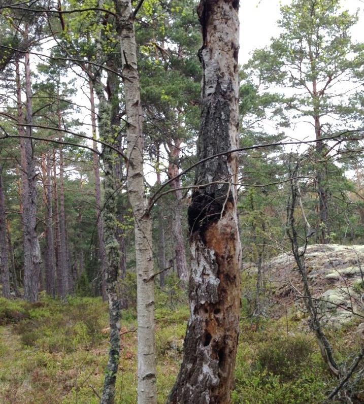Naturområdet utgör östra delen av ett sammanhängande skogsområde som sträcker sig västerut över hela Borgö, varav västra delen utgör en identifierad nyckelbiotop.