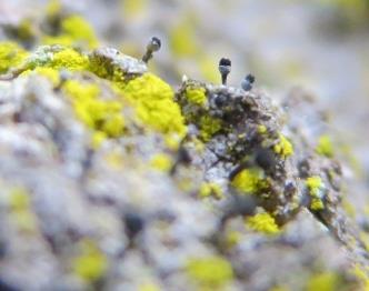 Naturvärdesobjekt 6 Naturområde Naturvärdesklass 2 Objektet utgörs av gles gammal tallskog längs en bergrygg med hällar. Många av tallarna är mycket gamla. Död ved saknas så gott som helt.