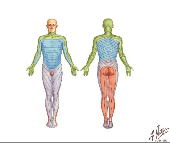 Ryggmärgen 3 Ryggmärgsegment, spinalnerver och dermatom 8 cervikala segment 8 par cervikala spinalnerver 12 thorakala segment med 12 par spinalnerver 5 lumbala segment