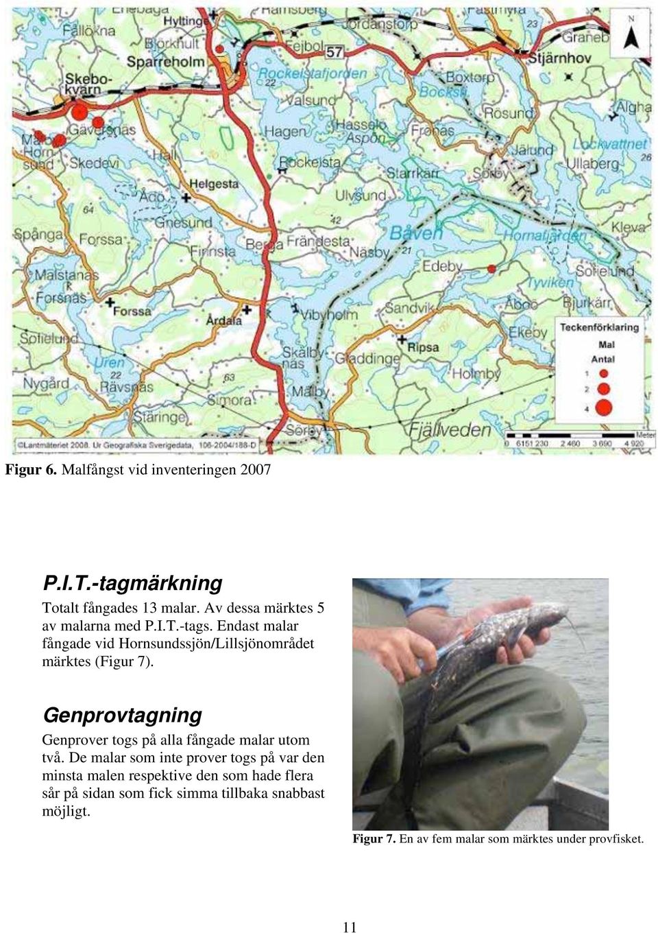 Endast malar fångade vid Hornsundssjön/Lillsjönområdet märktes (Figur 7).