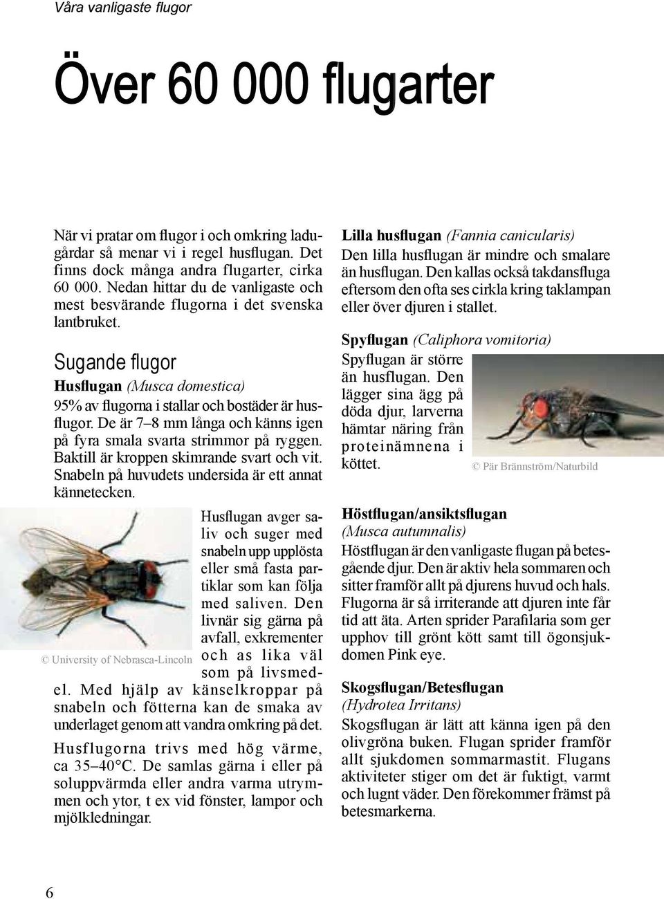 Handbok för bekämpning av. flugor. samt andra insekter och ohyra ...