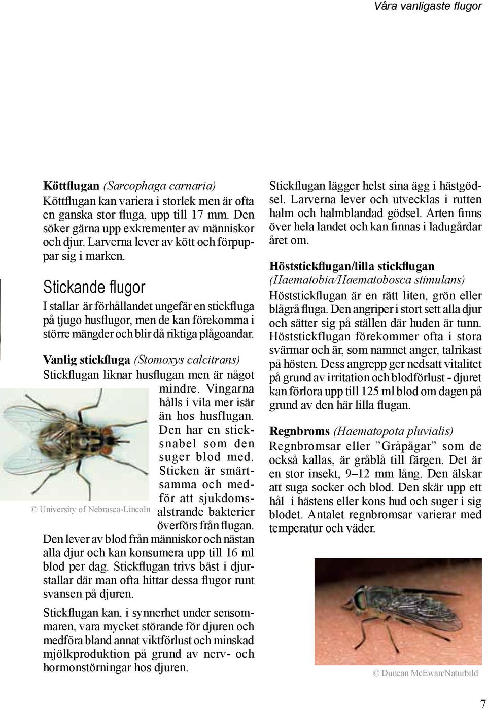 Handbok för bekämpning av. flugor. samt andra insekter och ohyra ...