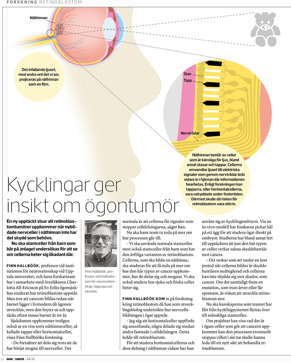 Cellerna omvandlar ljuset till elektriska signaler som genom nervtrådar leds vidare in i hjärnan där informationen bearbetas.