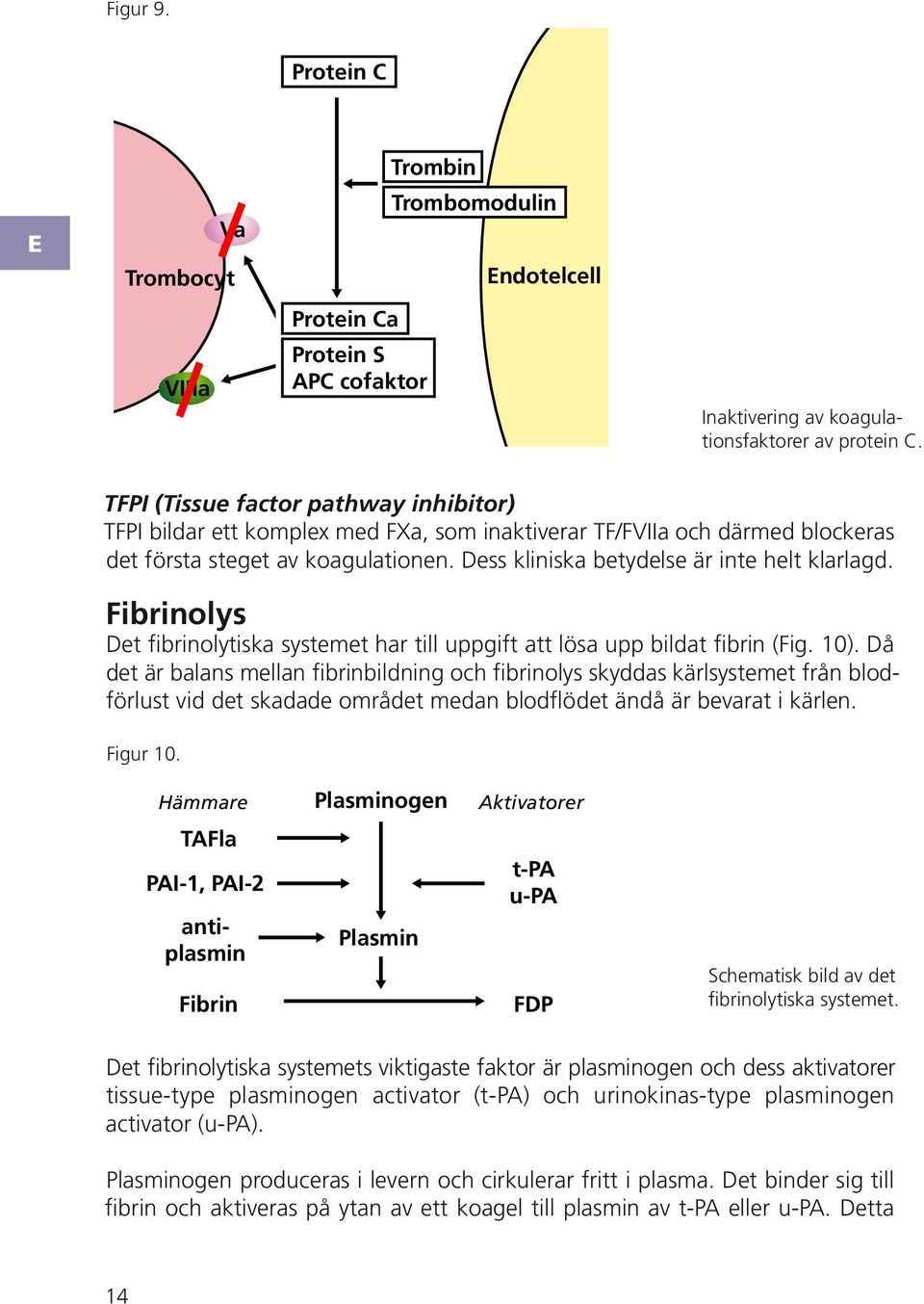 koagulationen. ess kliniska betydelse är inte helt klarlagd. ibrinolys et fibrinolytiska systemet har till uppgift att lösa upp bildat fibrin (ig. 10).