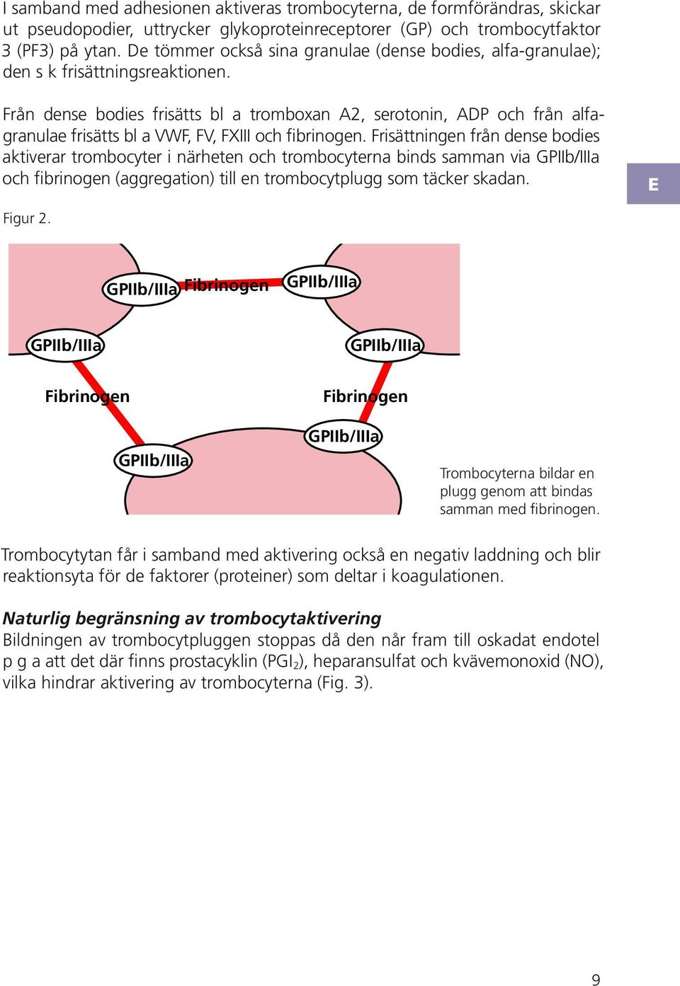 rån dense bodies frisätts bl a tromboxan 2, serotonin, och från alfagranulae frisätts bl a W,, och fibrinogen.