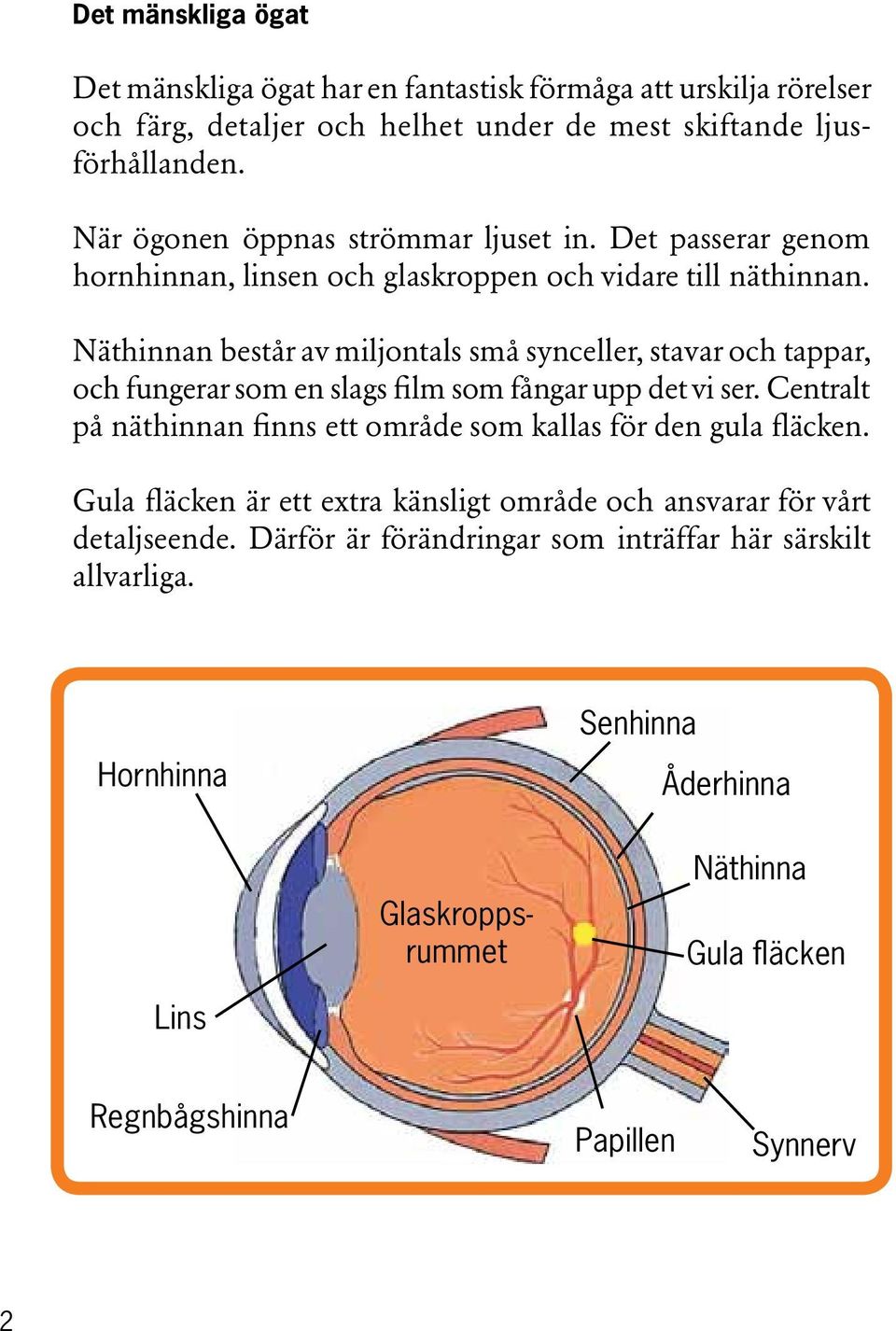 Centralt på näthinnan finns ett område som kallas för den gula fläcken. Gula fläcken är ett extra känsligt område och ansvarar för vårt detaljseende.