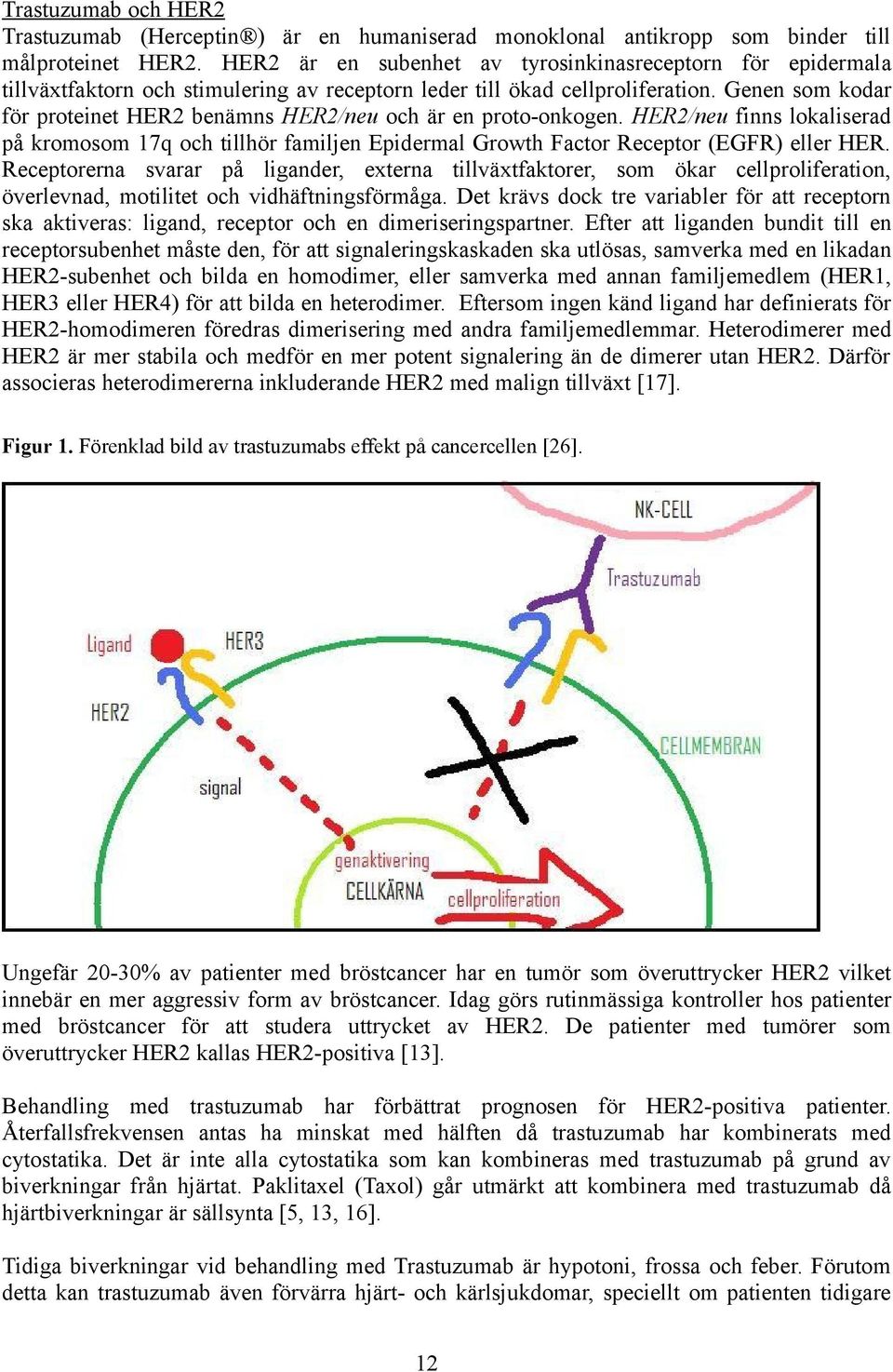 Genen som kodar för proteinet HER2 benämns HER2/neu och är en proto-onkogen. HER2/neu finns lokaliserad på kromosom 17q och tillhör familjen Epidermal Growth Factor Receptor (EGFR) eller HER.