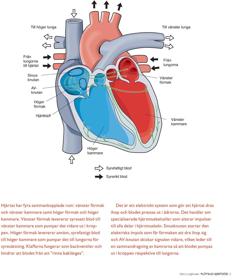 Vänster förmak levererar syresatt blod till vänster kammare som pumpar det vidare ut i kroppen.