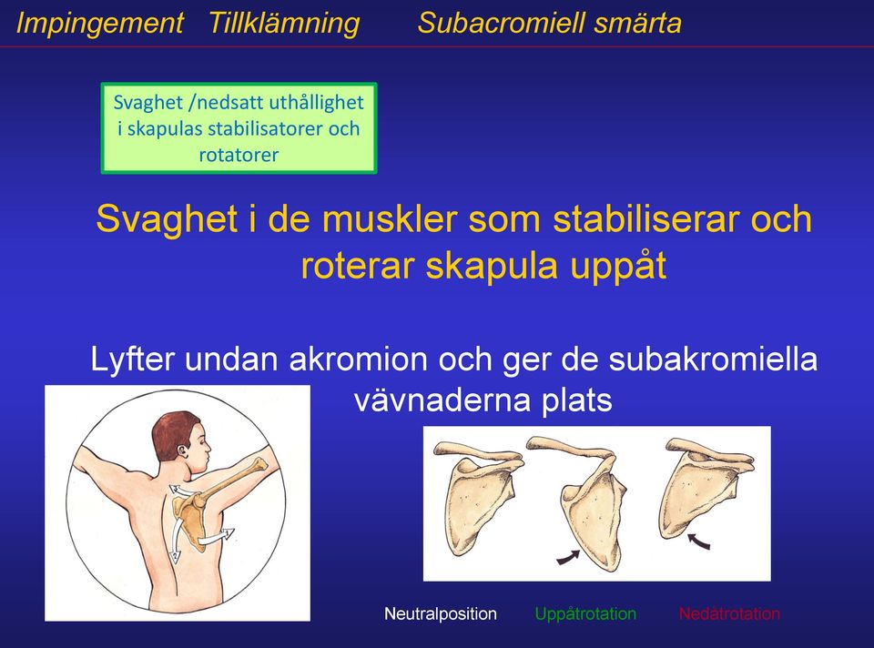 muskler som stabiliserar och roterar skapula uppåt Lyfter undan