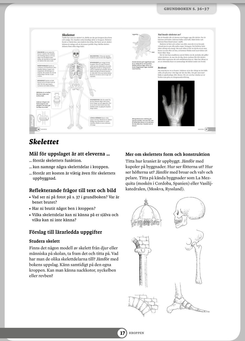 Skelettet Varför har man ett skelett? Jo, därför att det ger kroppen dess form och stadga. Det skyddar också ömtåliga delar av kroppen. Skelettet består av hårda ben, men ändå är du rörlig.