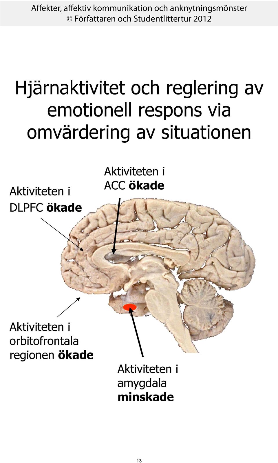 ökade Aktiviteten i ACC ökade Aktiviteten i