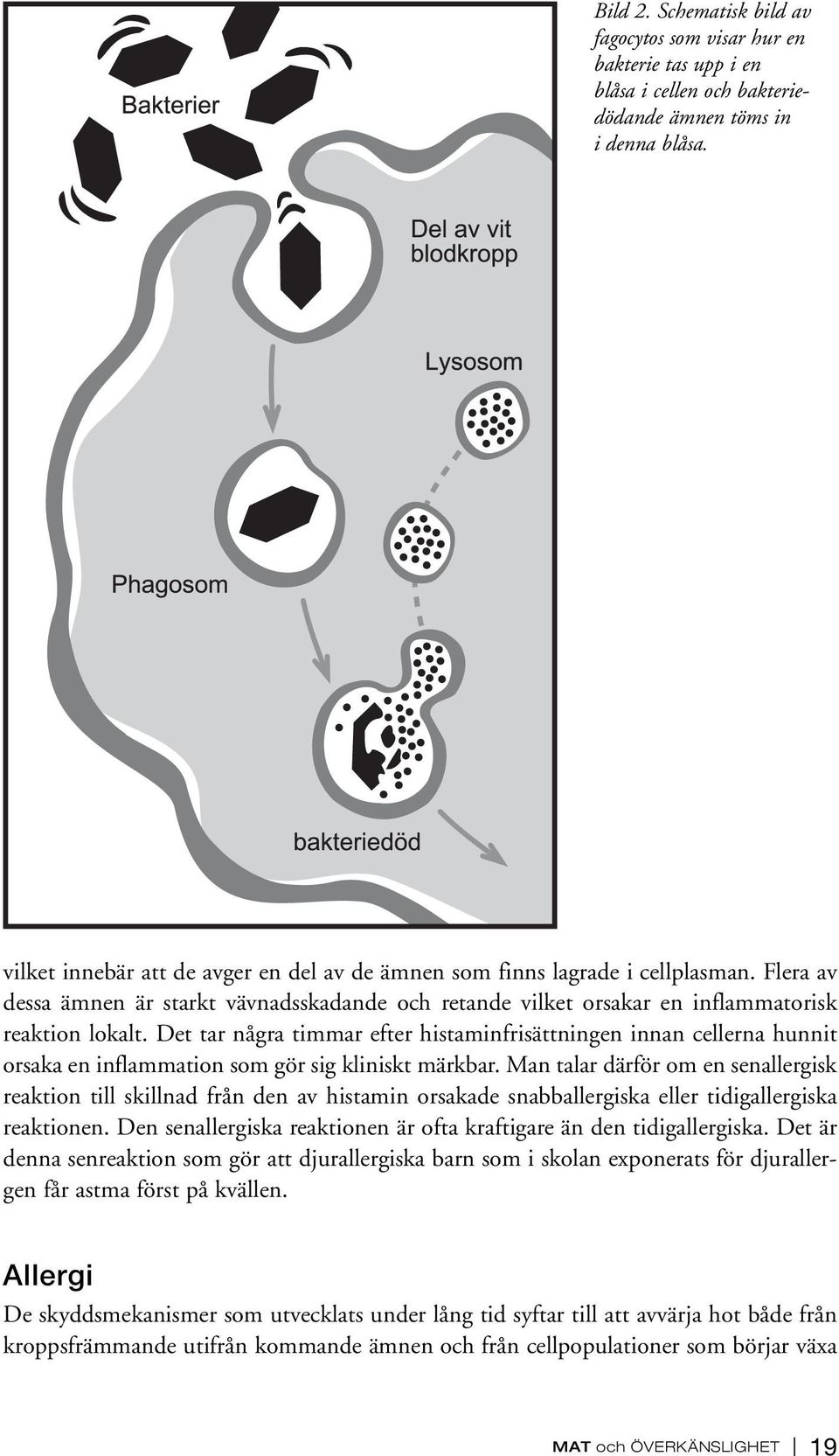 Det tar några timmar efter histaminfrisättningen innan cellerna hunnit orsaka en inflammation som gör sig kliniskt märkbar.