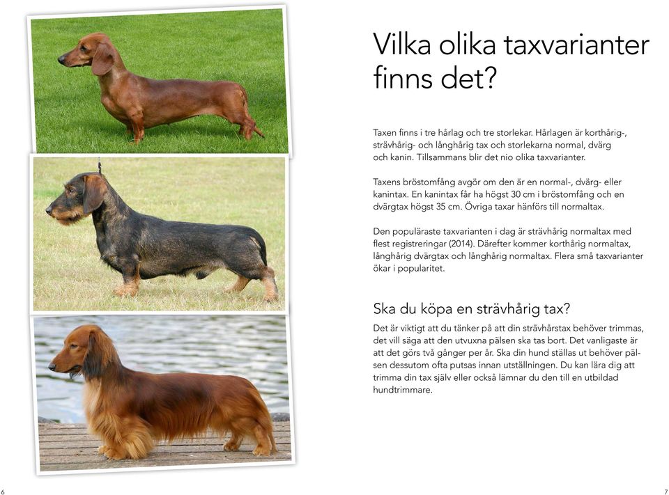 Övriga taxar hänförs till normaltax. Den populäraste taxvarianten i dag är strävhårig normaltax med flest registreringar (2014).