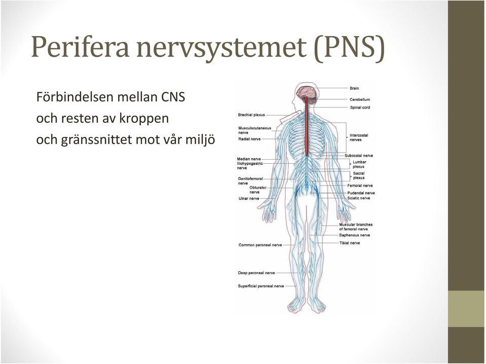 CNS och resten av kroppen