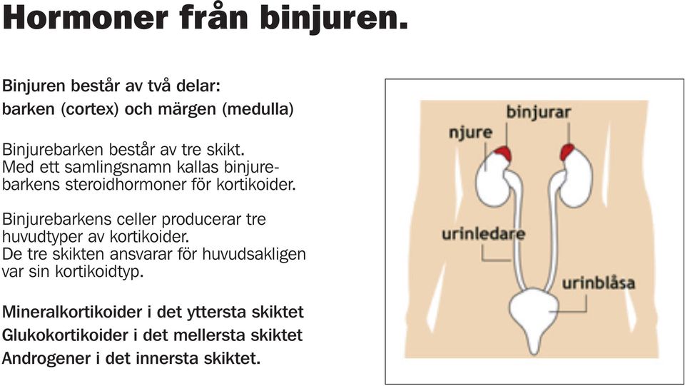 Med ett samlingsnamn kallas binjurebarkens steroidhormoner för kortikoider.