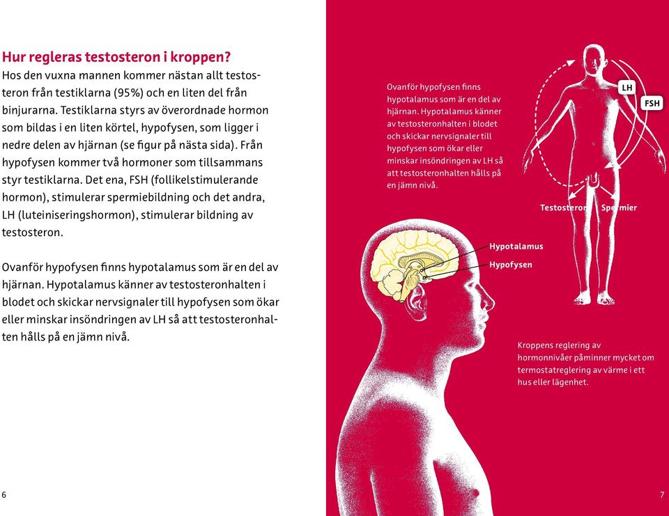 Från hypofysen kommer två hormoner som tillsammans styr testiklarna.