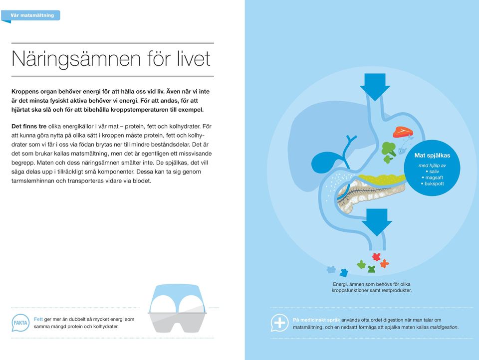 För att kunna göra nytta på olika sätt i kroppen måste protein, fett och kolhydrater som vi får i oss via födan brytas ner till mindre beståndsdelar.