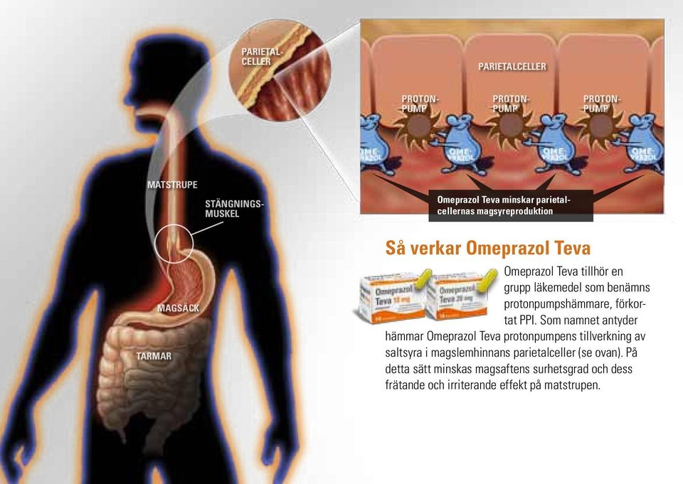 Omeprazol Teva. vid behandling av halsbränna och sura uppstötningar - PDF  Free Download