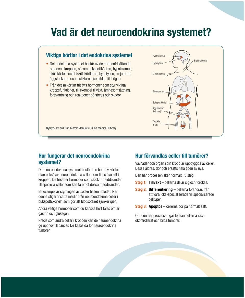 binjurarna, äggstockarna och testiklarna (se bilden till höger) Från dessa körtlar frisätts hormoner som styr viktiga kroppsfunktioner, till exempel tillväxt, ämnesomsättning, fortplantning och