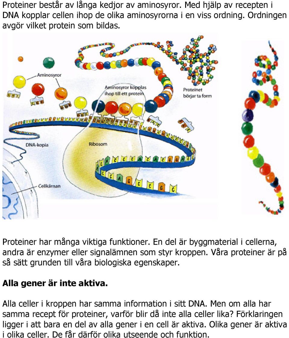 Våra proteiner är på så sätt grunden till våra biologiska egenskaper. Alla gener är inte aktiva. Alla celler i kroppen har samma information i sitt DNA.