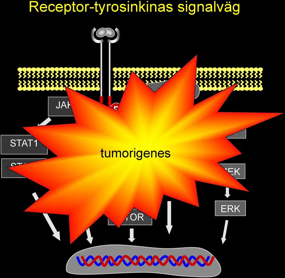 STAT3 PLC tumorigenes PTEN