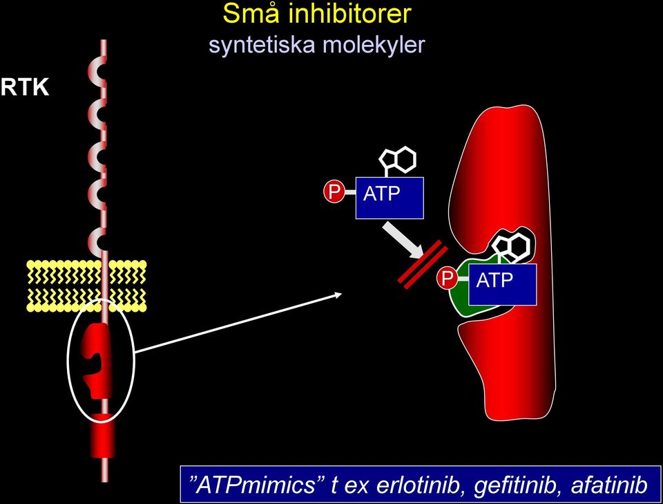 ATP P ATP ATPmimics t ex