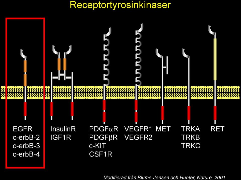 CSF1R VEGFR1 VEGFR2 MET TRKA TRKB TRKC RET