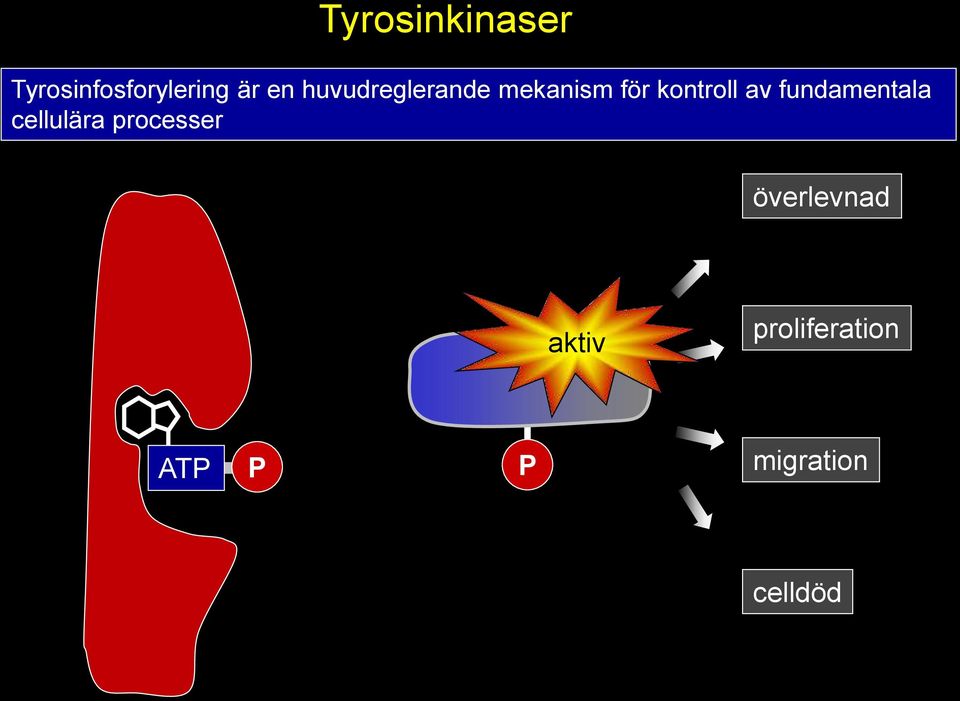 fundamentala cellulära processer