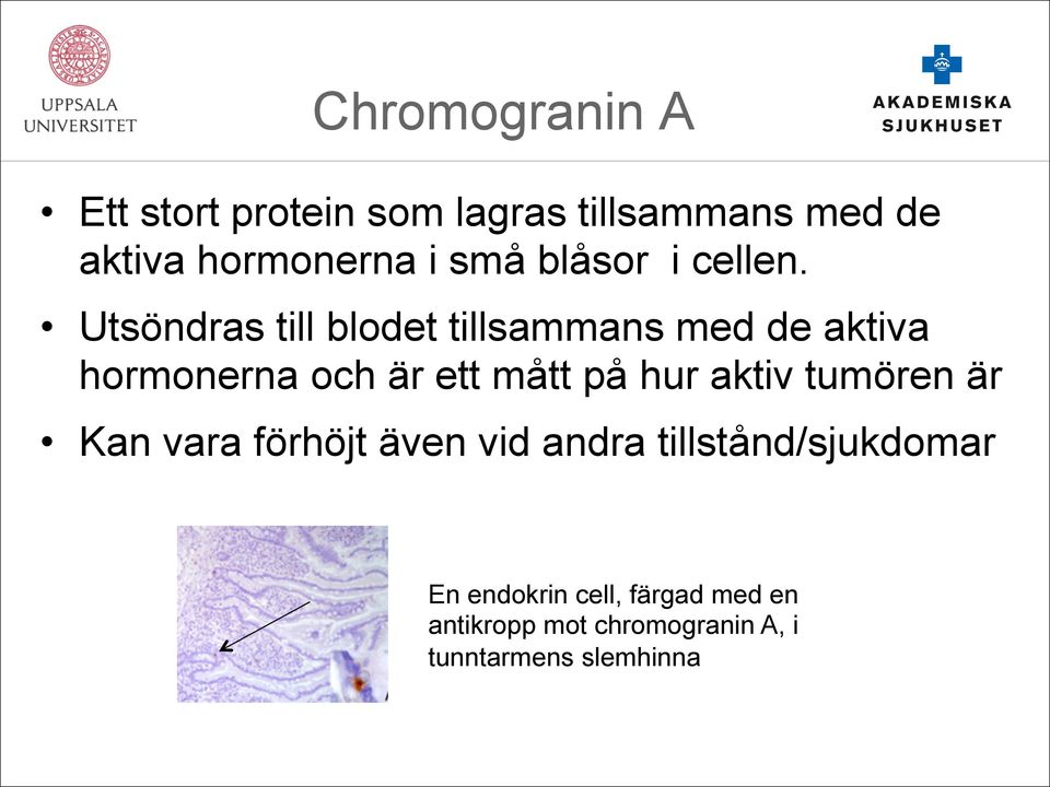 Utsöndras till blodet tillsammans med de aktiva hormonerna och är ett mått på hur