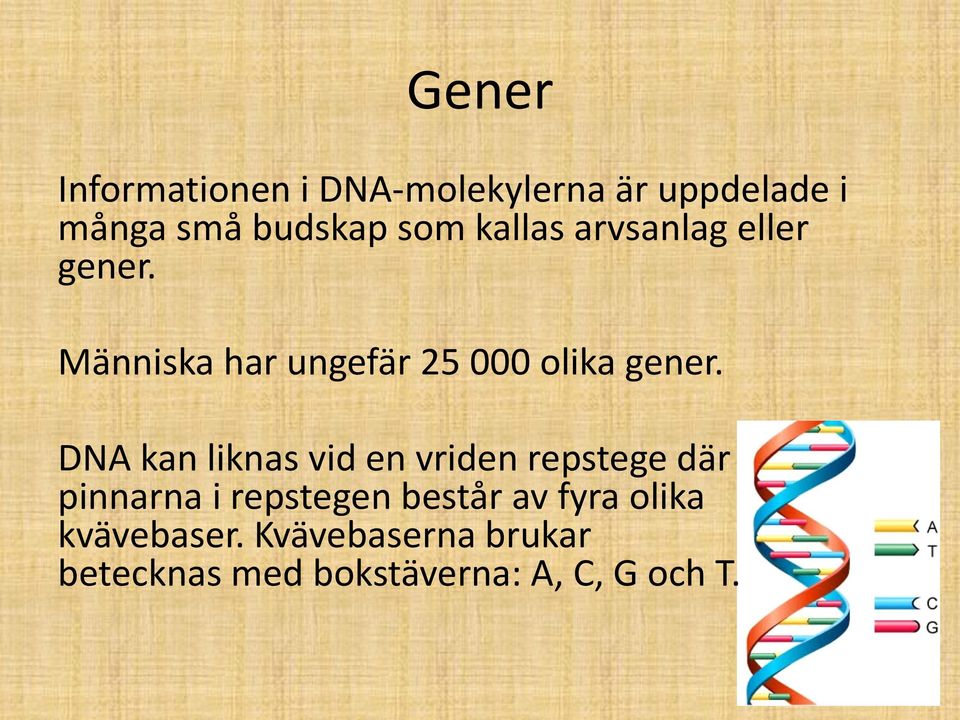 DNA kan liknas vid en vriden repstege där pinnarna i repstegen består av