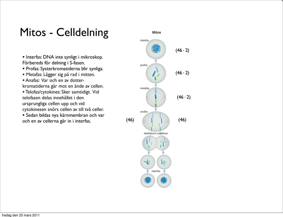 Vid telofasen delas innehållet i den ursprungliga cellen upp och vid cytokinesen snörs cellen av till två celler.