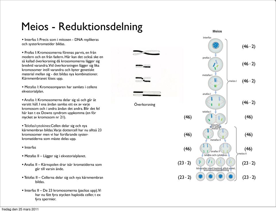 Vid överkorsningen lägger sig lika kromosomer intill varandra och byter genetiskt material mellan sig - det bildas nya kombinationer. Kärnmembranet löses upp.