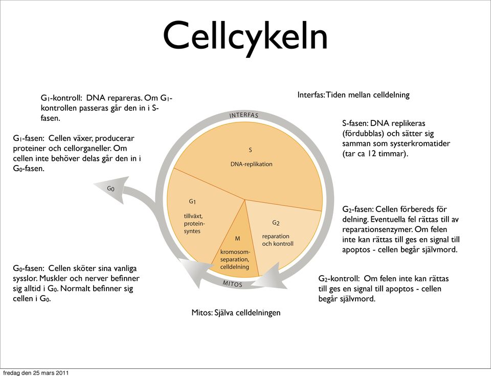 INTERFAS S DNA-replikation Interfas: Tiden mellan celldelning S-fasen: DNA replikeras (fördubblas) och sätter sig samman som systerkromatider (tar ca 12 timmar).