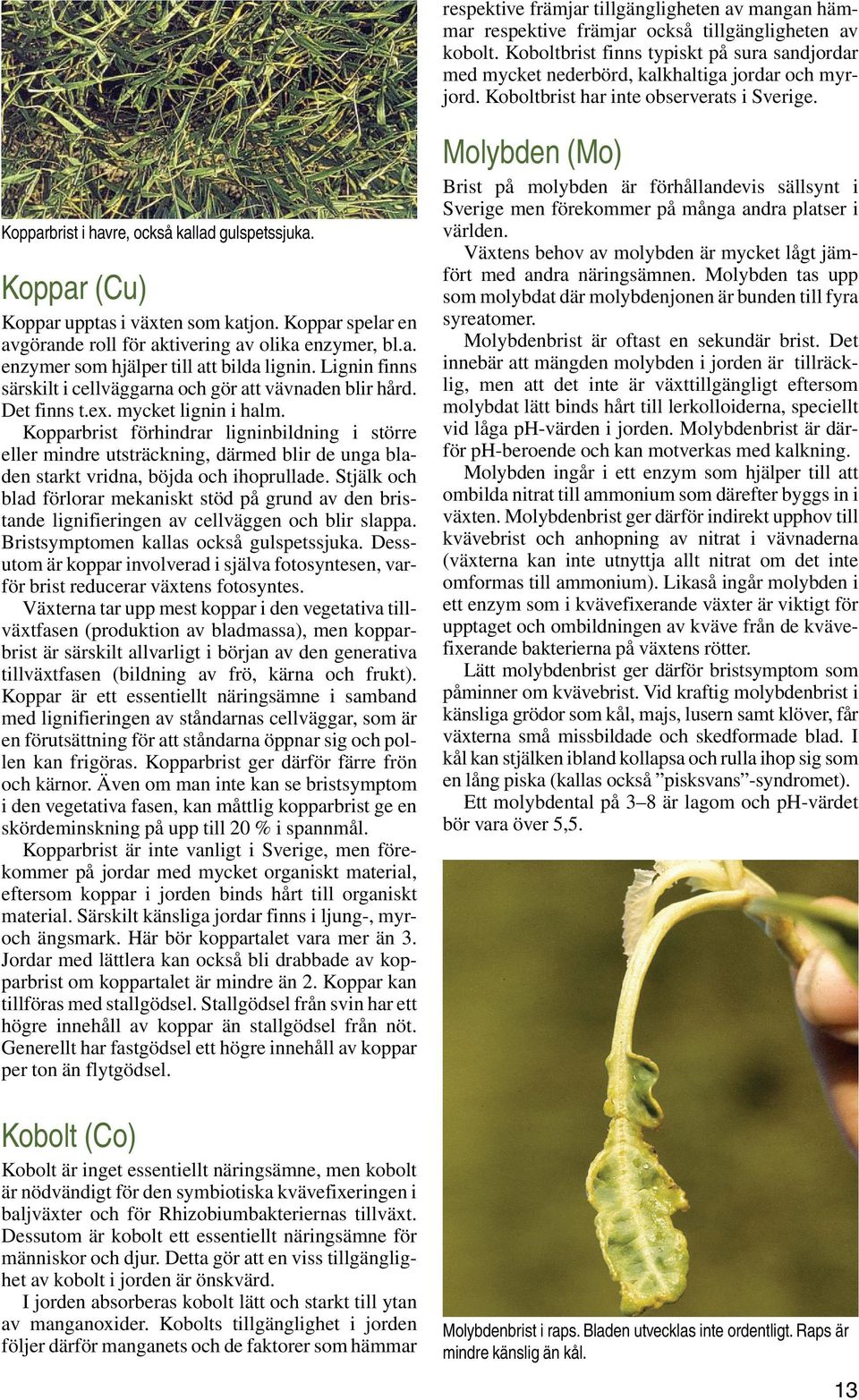 Koppar (Cu) Koppar upptas i växten som katjon. Koppar spelar en avgörande roll för aktivering av olika enzymer, bl.a. enzymer som hjälper till att bilda lignin.