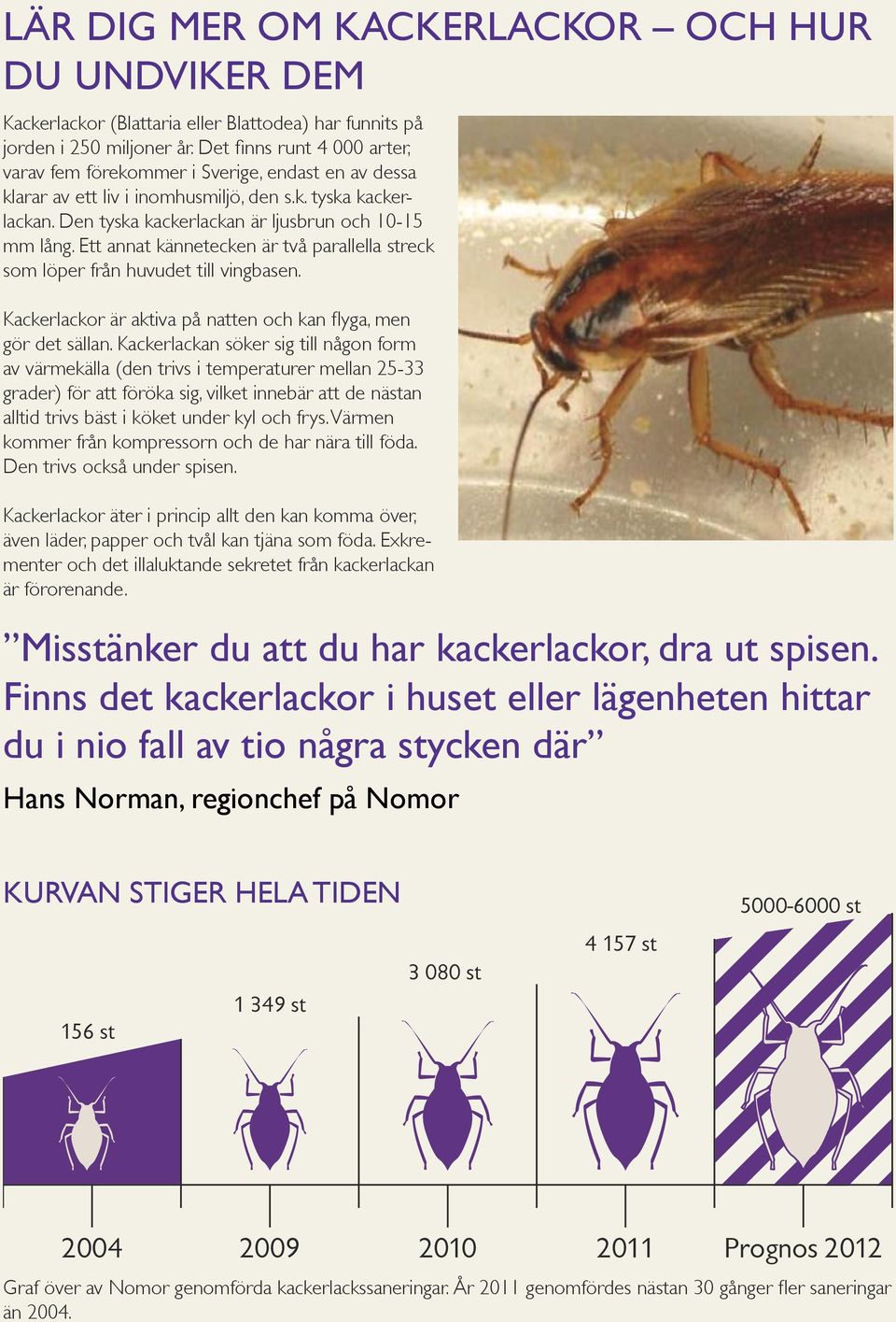 Ett annat kännetecken är två parallella streck som löper från huvudet till vingbasen. Kackerlackor är aktiva på natten och kan flyga, men gör det sällan.