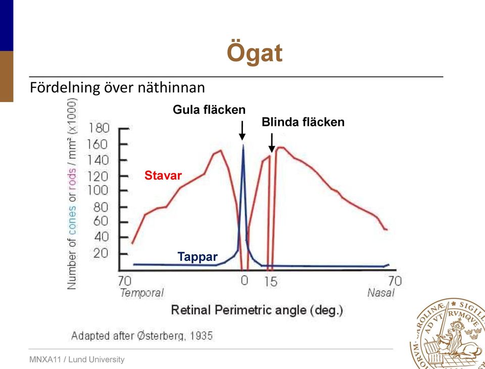 Gula fläcken