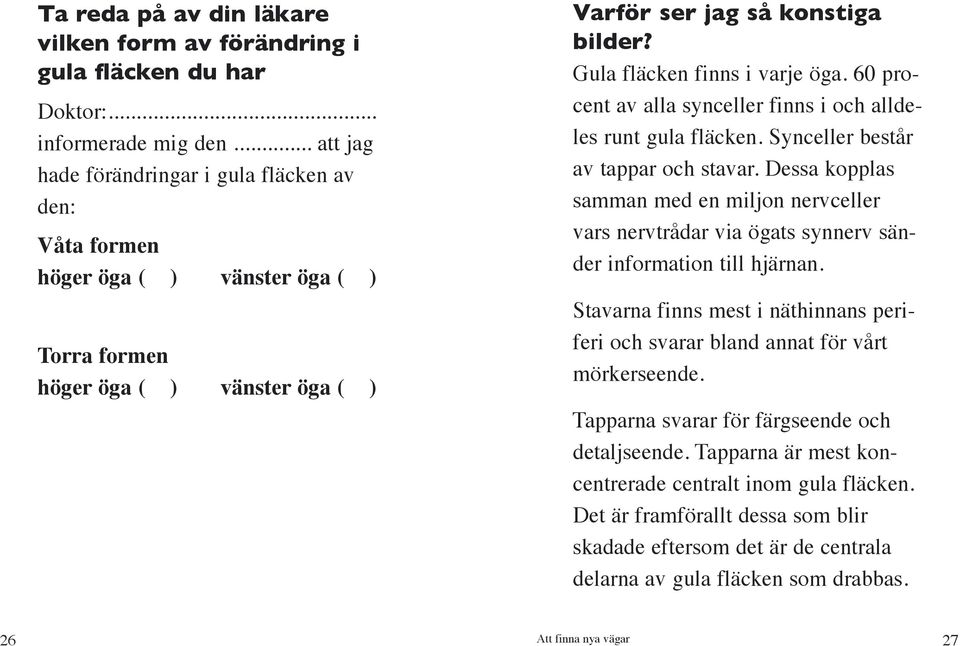 Gula fläcken finns i varje öga. 60 procent av alla synceller finns i och alldeles runt gula fläcken. Synceller består av tappar och stavar.