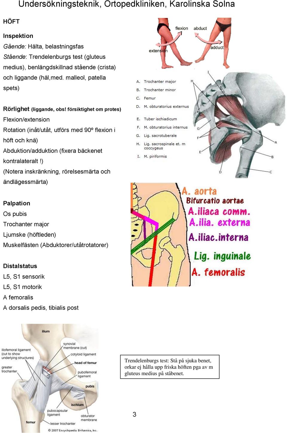 försiktighet om protes) Flexion/extension Rotation (inåt/utåt, utförs med 90º flexion i höft och knä) Abduktion/adduktion (fixera bäckenet kontralateralt!