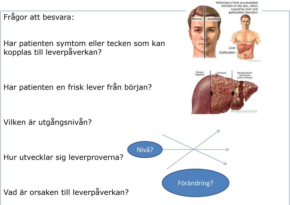 Har patienten en frisk lever från början?