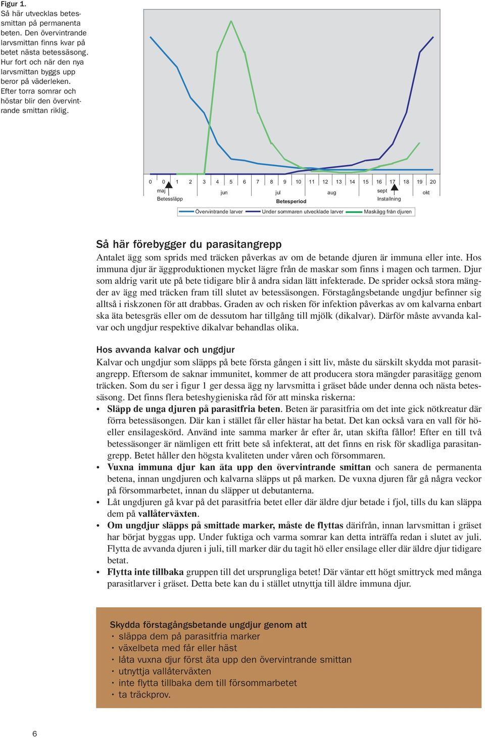 0 0 1 2 3 4 5 6 7 8 9 10 11 12 13 14 15 16 17 18 19 20 maj jun jul aug sept okt Betessläpp Betesperiod Installning Övervintrande larver Under sommaren utvecklade larver Maskägg från djuren Så här