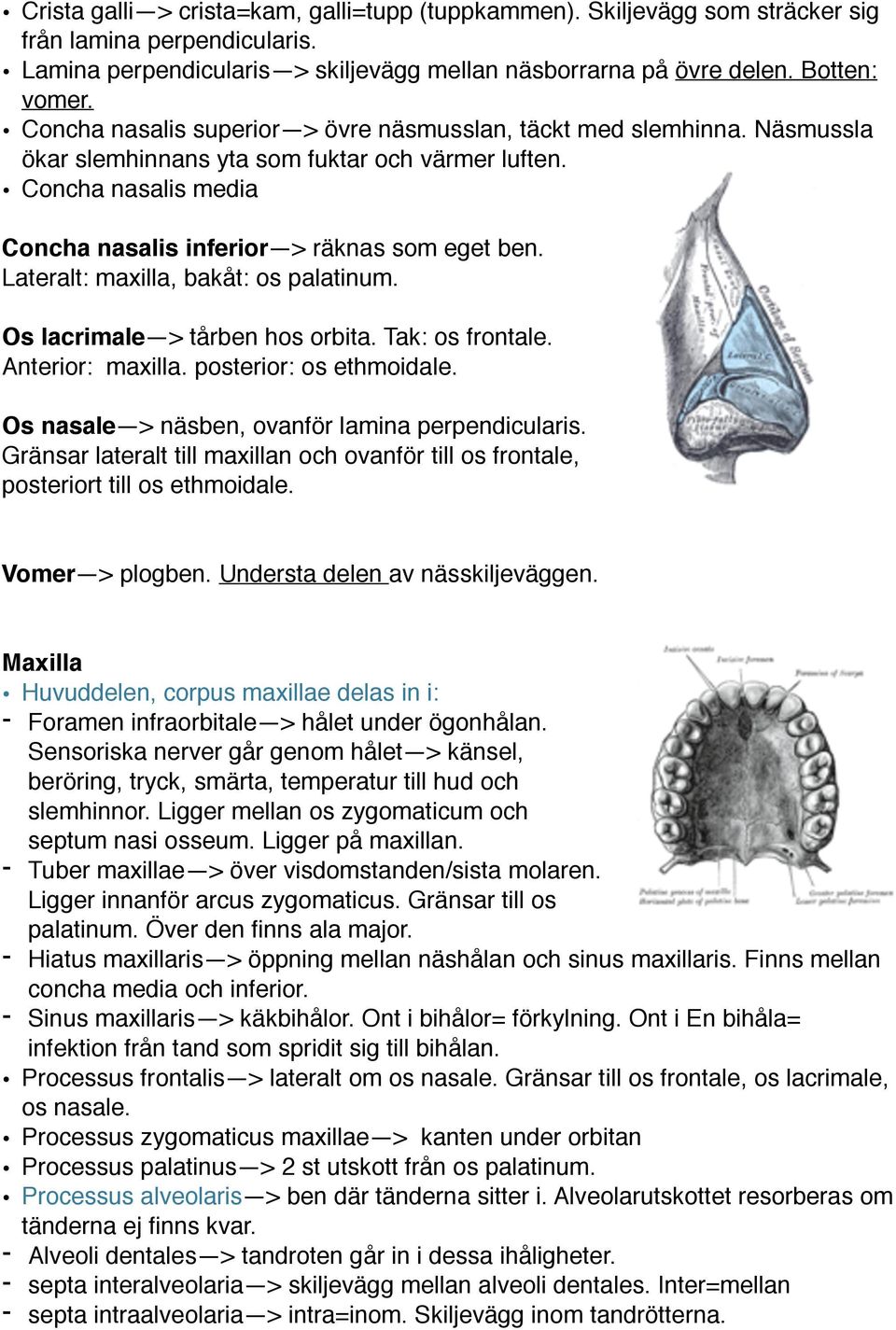 Lateralt: maxilla, bakåt: os palatinum. Os lacrimale > tårben hos orbita. Tak: os frontale. Anterior: maxilla. posterior: os ethmoidale. Os nasale > näsben, ovanför lamina perpendicularis.