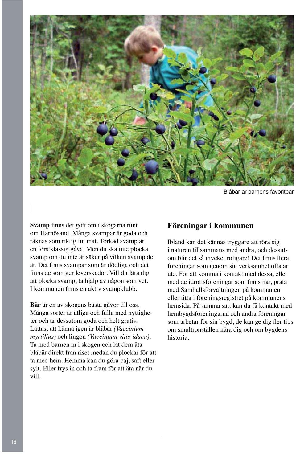 Vill du lära dig att plocka svamp, ta hjälp av någon som vet. I kommunen finns en aktiv svampklubb. Bär är en av skogens bästa gåvor till oss.